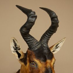 Hartebeest koe antilope HL 51 cm met onderscheiding bronzen decoratieve medaille opgezette kop koe antilope hoofd Afrika