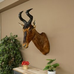 Hartebeest koe antilope HL 51 cm met onderscheiding bronzen decoratieve medaille opgezette kop koe antilope hoofd Afrika