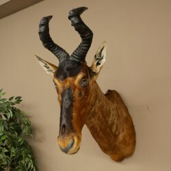 Hartebeest koe antilope HL 51 cm met onderscheiding bronzen decoratieve medaille opgezette kop koe antilope hoofd Afrika