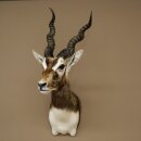 Hirschziegenantilope Ziegen Ziege Kopfpräparat Kopf Gehörn Antilope