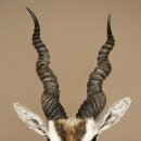 Hirschziegenantilope Ziegen Ziege Kopfpräparat Kopf Gehörn Antilope