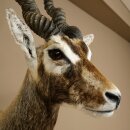 Hirschziegenantilope Ziegen Ziege Kopfpräparat Kopf Gehörn Antilope