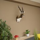 Hirschziegenantilope Ziegen Ziege Kopfpräparat Kopf Gehörn Antilope