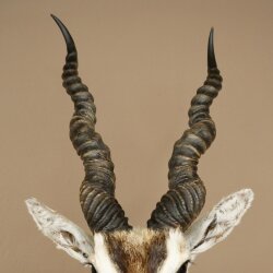 Hirschziegenantilope Ziegen Ziege Kopfpräparat Kopf Gehörn Antilope