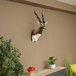 Hirschziegenantilope Ziegen Ziege Kopfpräparat Kopf Gehörn Antilope