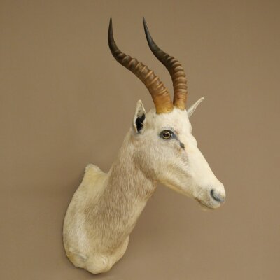 Blessbock Buntbock helles Fell HL 39 cm Antilope Haupt Kopf + Fell Schulter Präparat