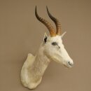 Blessbock Buntbock helles Fell HL 39 cm Antilope Haupt...