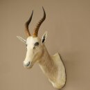 Blessbock Buntbock helles Fell HL 39 cm Antilope Haupt Kopf + Fell Schulter Präparat