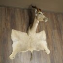 Blessbock Buntbock helles Fell HL 39 cm Antilope Haupt Kopf + Fell Schulter Präparat