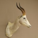 Blessbock Buntbock helles Fell HL 39 cm Antilope Haupt Kopf + Fell Schulter Präparat