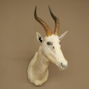 Blessbock Buntbock helles Fell HL 39 cm Antilope Haupt Kopf + Fell Schulter Präparat