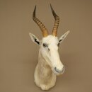 Blessbock Buntbock helles Fell HL 39 cm Antilope Haupt Kopf + Fell Schulter Präparat