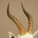 Blessbock Buntbock helles Fell HL 39 cm Antilope Haupt Kopf + Fell Schulter Präparat