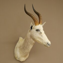 Blessbock Buntbock helles Fell HL 39 cm Antilope Haupt Kopf + Fell Schulter Präparat