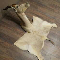 Blessbock Buntbock helles Fell HL 39 cm Antilope Haupt Kopf + Fell Schulter Präparat