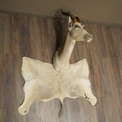 Blessbock Buntbock helles Fell HL 39 cm Antilope Haupt Kopf + Fell Schulter Präparat
