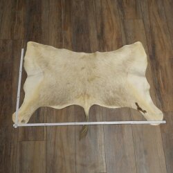 Blessbock Buntbock helles Fell HL 39 cm Antilope Haupt Kopf + Fell Schulter Präparat