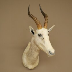 Blessbock Buntbock helles Fell HL 39 cm Antilope Haupt Kopf + Fell Schulter Präparat