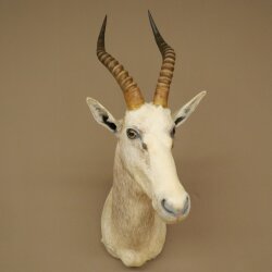 Blessbock Buntbock helles Fell HL 39 cm Antilope Haupt Kopf + Fell Schulter Präparat