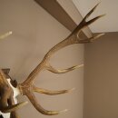 Rothirschgeweih ungerader 14 ender Hirsch Höhe 115 cm Hirschgeweih Geweih auf geschnitztem Trophäenschild