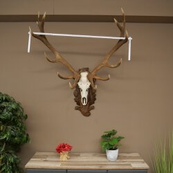 Rothirschgeweih ungerader 14 ender Hirsch Höhe 115 cm Hirschgeweih Geweih auf geschnitztem Trophäenschild