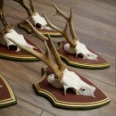 Rehgeweihe 5 Stück Rehböcke Reh Bock Geweihe auf ZIRBENHOLZ Trophäenschildern 22.1353