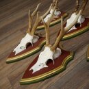 Rehgeweihe 5 Stück Rehböcke Reh Bock Geweihe auf ZIRBENHOLZ Trophäenschildern 22.1353