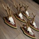 Rehgeweihe 5 Stück Rehböcke Reh Bock Geweihe auf ZIRBENHOLZ Trophäenschildern 22.1353