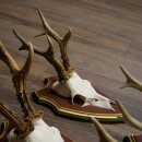Rehgeweihe 5 Stück Rehböcke Reh Bock Geweihe auf ZIRBENHOLZ Trophäenschildern 22.1353