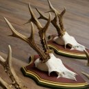 Rehgeweihe 5 Stück Rehböcke Reh Bock Geweihe auf ZIRBENHOLZ Trophäenschildern 22.1353