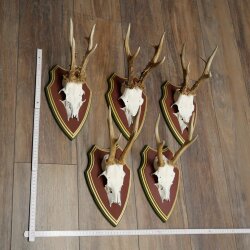 Rehgeweihe 5 Stück Rehböcke Reh Bock Geweihe auf ZIRBENHOLZ Trophäenschildern 22.1353