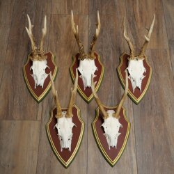 Rehgeweihe 5 Stück Rehböcke Reh Bock Geweihe auf ZIRBENHOLZ Trophäenschildern 22.1353
