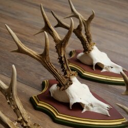 Rehgeweihe 5 Stück Rehböcke Reh Bock Geweihe auf ZIRBENHOLZ Trophäenschildern 22.1353