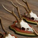 Rehgeweihe 5 Stück Rehböcke Reh Bock Geweihe auf ZIRBENHOLZ Trophäenschildern 22.1359