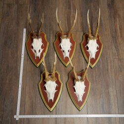 Rehgeweihe 5 Stück Rehböcke Reh Bock Geweihe auf ZIRBENHOLZ Trophäenschildern 22.1359