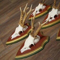 Rehgeweihe 5 Stück Rehböcke Reh Bock Geweihe auf ZIRBENHOLZ Trophäenschildern 22.1359