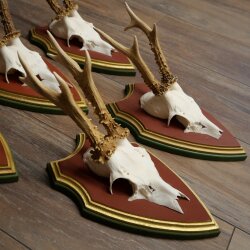 Rehgeweihe 5 Stück Rehböcke Reh Bock Geweihe auf ZIRBENHOLZ Trophäenschildern 22.1359