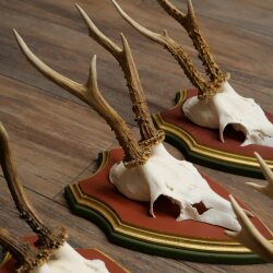 Rehgeweihe 5 Stück Rehböcke Reh Bock Geweihe auf ZIRBENHOLZ Trophäenschildern 22.1359