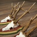 Rehgeweihe 3 Stück Rehböcke Reh Bock Geweihe auf ZIRBENHOLZ Trophäenschildern 22.1363