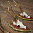 Rehgeweihe 3 Stück Rehböcke Reh Bock Geweihe auf ZIRBENHOLZ Trophäenschildern 22.1363
