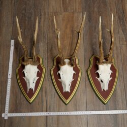 Rehgeweihe 3 Stück Rehböcke Reh Bock Geweihe auf ZIRBENHOLZ Trophäenschildern 22.1363