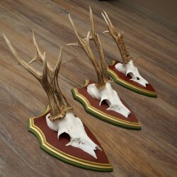 Rehgeweihe 3 Stück Rehböcke Reh Bock Geweihe auf ZIRBENHOLZ Trophäenschildern 22.1363