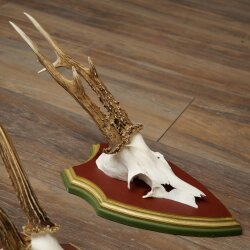 Rehgeweihe 3 Stück Rehböcke Reh Bock Geweihe auf ZIRBENHOLZ Trophäenschildern 22.1363