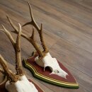 Rehgeweihe 3 Stück Rehböcke Reh Bock Geweihe auf ZIRBENHOLZ Trophäenschildern 22.1366