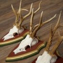 Rehgeweihe 3 Stück Rehböcke Reh Bock Geweihe auf ZIRBENHOLZ Trophäenschildern 22.1366