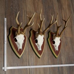 Rehgeweihe 3 Stück Rehböcke Reh Bock Geweihe auf ZIRBENHOLZ Trophäenschildern 22.1366