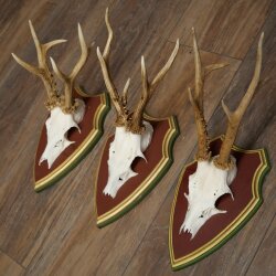 Rehgeweihe 3 Stück Rehböcke Reh Bock Geweihe auf ZIRBENHOLZ Trophäenschildern 22.1366