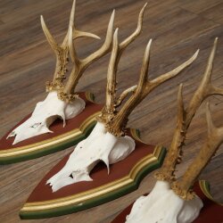 Rehgeweihe 3 Stück Rehböcke Reh Bock Geweihe auf ZIRBENHOLZ Trophäenschildern 22.1366