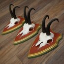 Bois de chamois 3 pièces Chamois mâle SL...