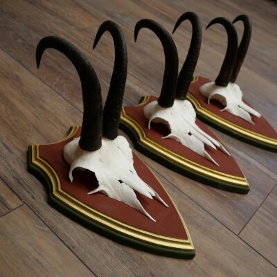 Gemzengeweien 3 stuks Gemzenbok SL 21,4 cm Gemzengeweien op ZIRBENHOLZ trofeeplaat 47.278